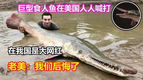 巨型食人鱼在线观看,惊悚深海猎杀大揭秘