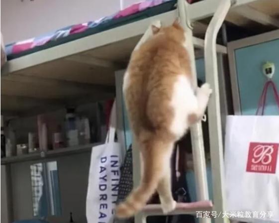 女生宿舍完整版在线观看,揭秘青春校园的私密世界