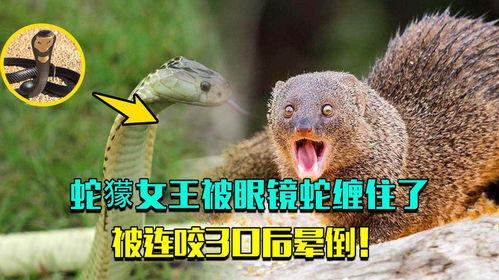 眼镜蛇女王在线观看,揭秘神秘蛇界传奇